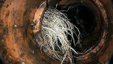 Recurring roots in a 1960s clay sewer — relined, no digging
